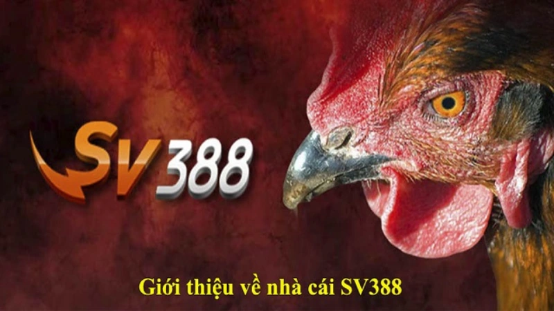 Giới thiệu nhà cái SV388 - Trang cá cược uy tín nhất 2024